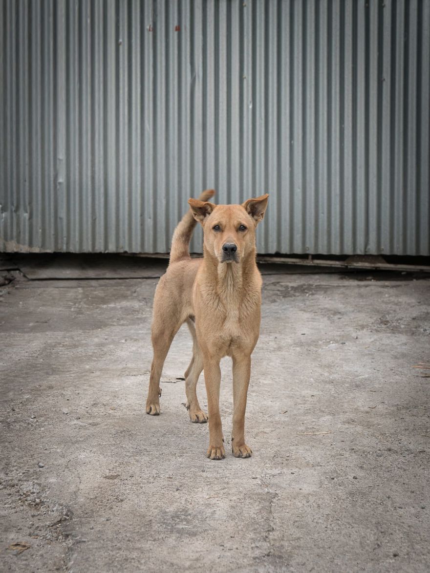Photographer Does A Brilliant Project On The Dogs Guarding The Auto Thieves Workshops In Hong Kong