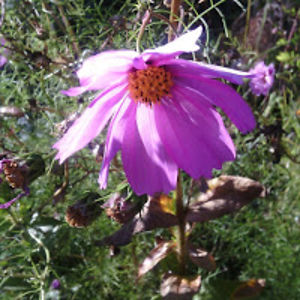 mariaivanilova avatar