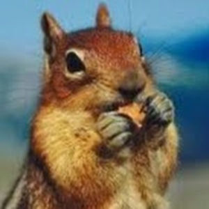 brytonderienzo avatar