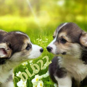 daniellovesdogs22dld22 avatar