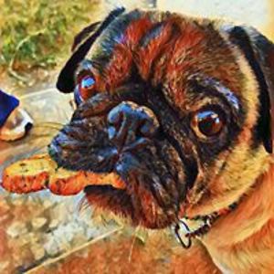 gizzynthefrog avatar