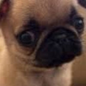 madisonhowell avatar