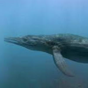 cymbospondylus846 avatar