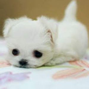 savannahhenderson avatar