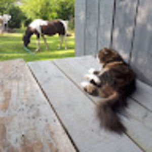 srawrahmornin avatar