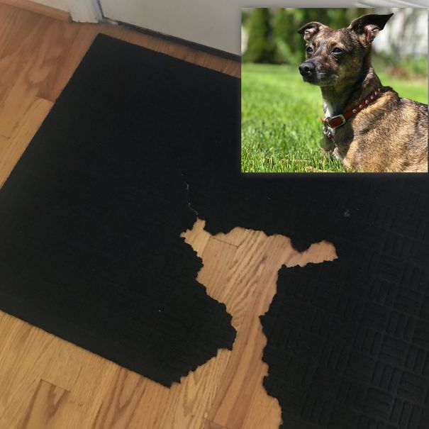 Self-Portrait. 2018. Mixed Media, Chewed Rug On Wood Floor