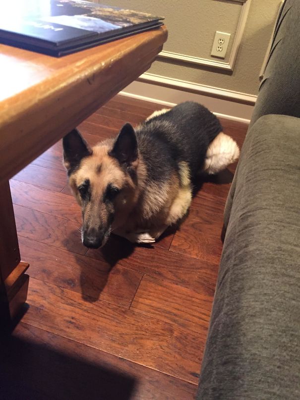 Am Not Dog, Just Big Cat! See? I Loaf!