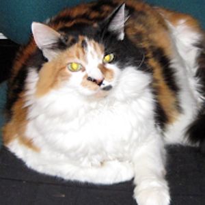 rohvannynshaw avatar