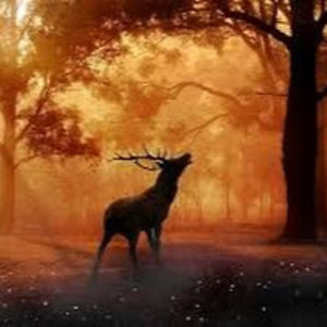 bayleyfitzgerald avatar