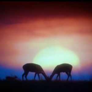 beautyculture avatar