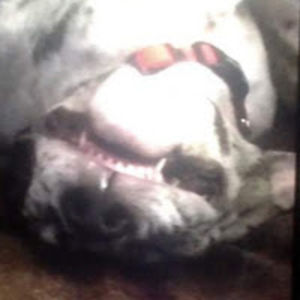 bridgetbrinkman avatar