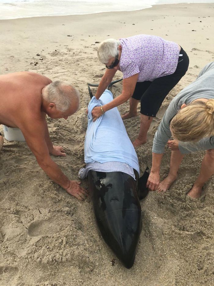 My Grandparents Saving A Beached Whale Off The Coast Of Florida