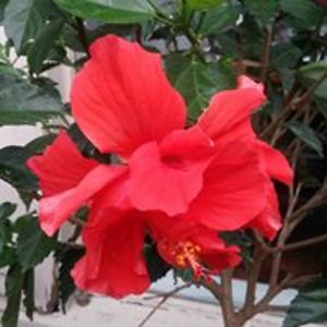 jessicaharder7 avatar