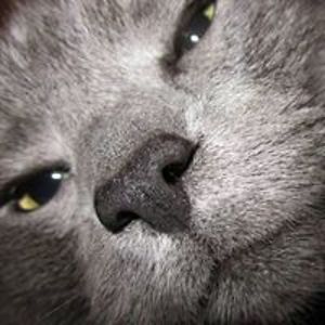 asere_danesik avatar