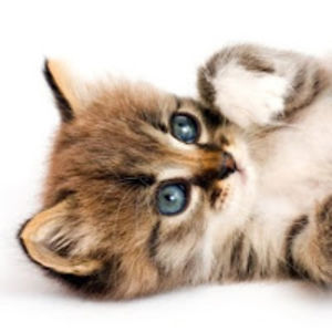 sofielarsen-8b avatar