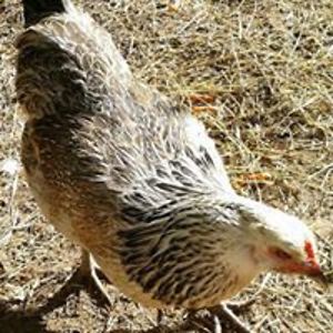 savitarthesurfinggod avatar