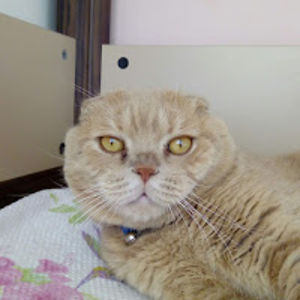 cinnamonthecat avatar