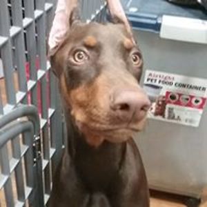 mastronicola3 avatar