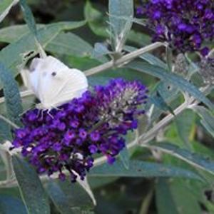 amaryllispurple2 avatar