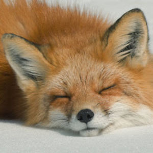 kylaniharinaeki avatar