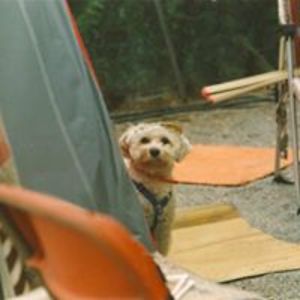 whitehorse_bel avatar