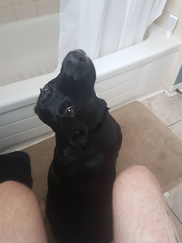 Haven't Pooped Alone Since I Got Her