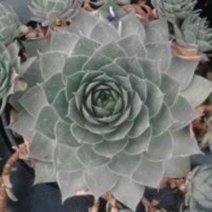 andrea_nicolelli avatar