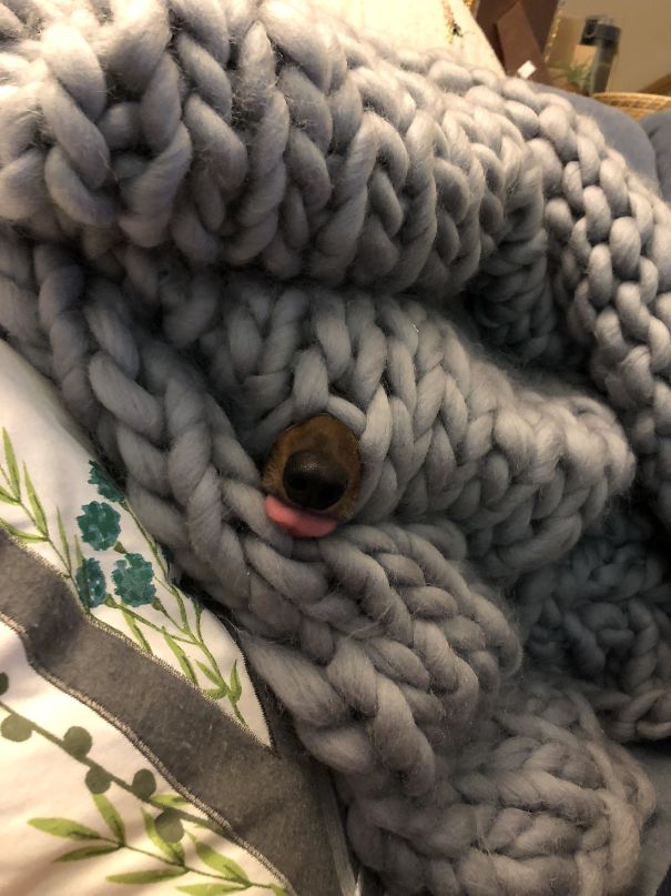 I Lost My Dachshund For A Bit. I Just Found Her