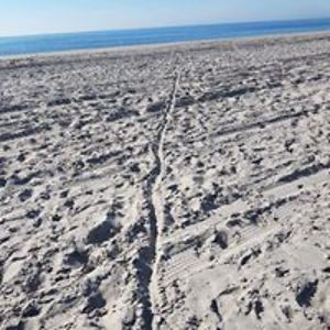 kaalzonderhaar avatar