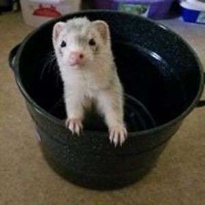 fallingapot123 avatar