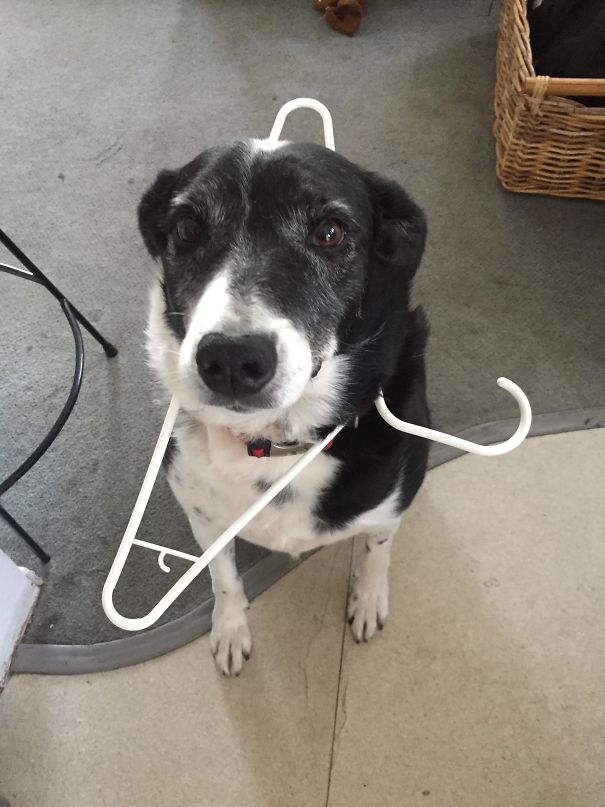 This Is How My Dog Greets Me At The Door