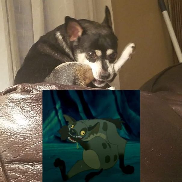 While I Was Out Of Town, My Sister Sent Me An Update On Our Dog