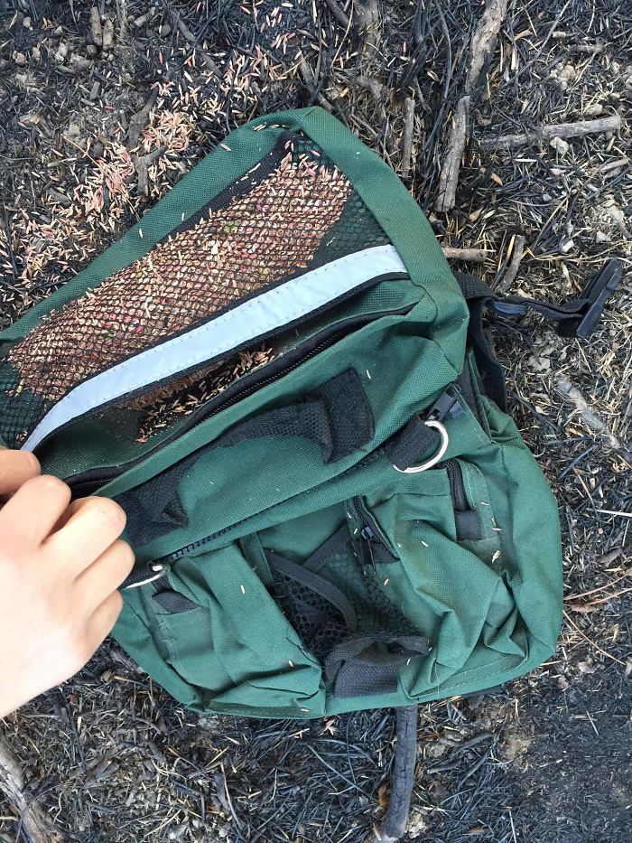 Chile Finds A Genius Way To Restore Burnt Forests, And All They Need Is 3 Dogs Chile Finds A Genius Way To Restore Burnt Forests, And All They Need Is 3 Dogs