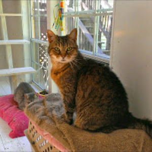 claudettetoro avatar