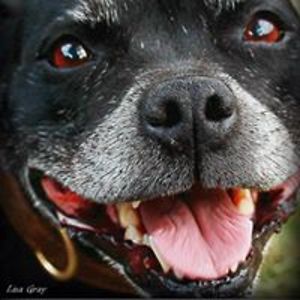 headintheshed_consett avatar