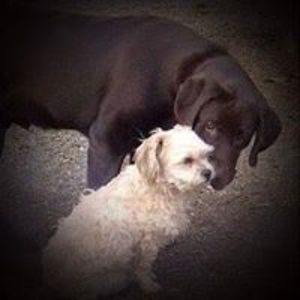 nerdsanctuary avatar