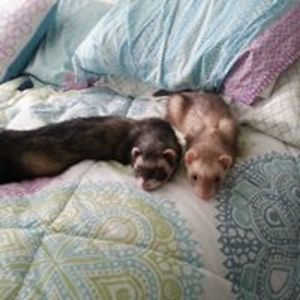 mistressdomino7 avatar