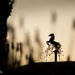 pawprintphotography1 avatar