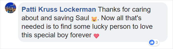 A Man Found The Grumpiest Cat Ever That Was Badly Injured In The Streets Of London