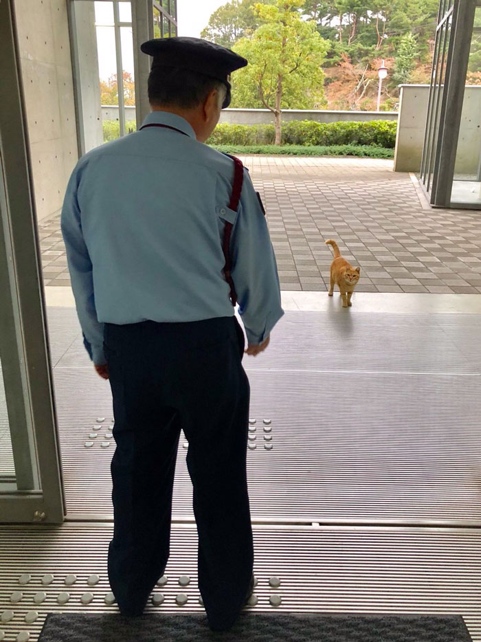 Two Cats In Japan Have Been Trying To Sneak Into A Museum For Years (30 Pics) Two Cats In Japan Have Been Trying To Sneak Into A Museum For Years (30 Pics)