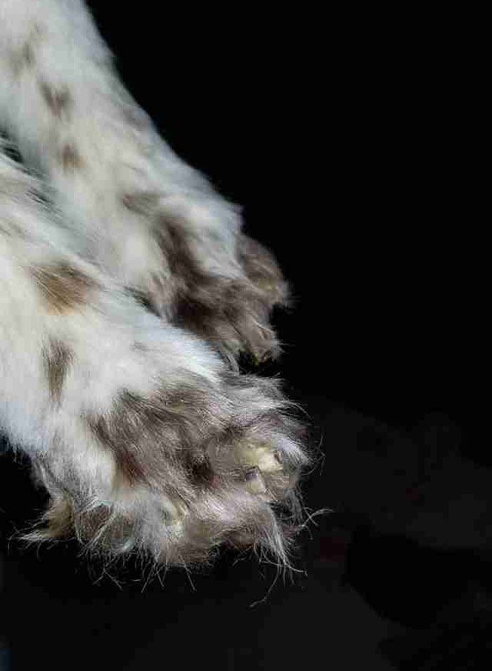 Abandoned Dog Gets The Transformation Of A Lifetime When 6 Pounds Of Mats Are Removed Abandoned Dog Gets The Transformation Of A Lifetime When 6 Pounds Of Mats Are Removed