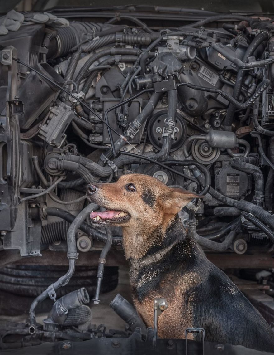 Photographer Does A Brilliant Project On The Dogs Guarding The Auto Thieves Workshops In Hong Kong