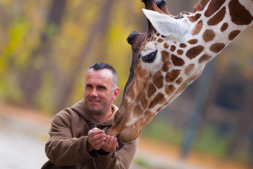 A Special Love Between The Zookeeper And Giraffes