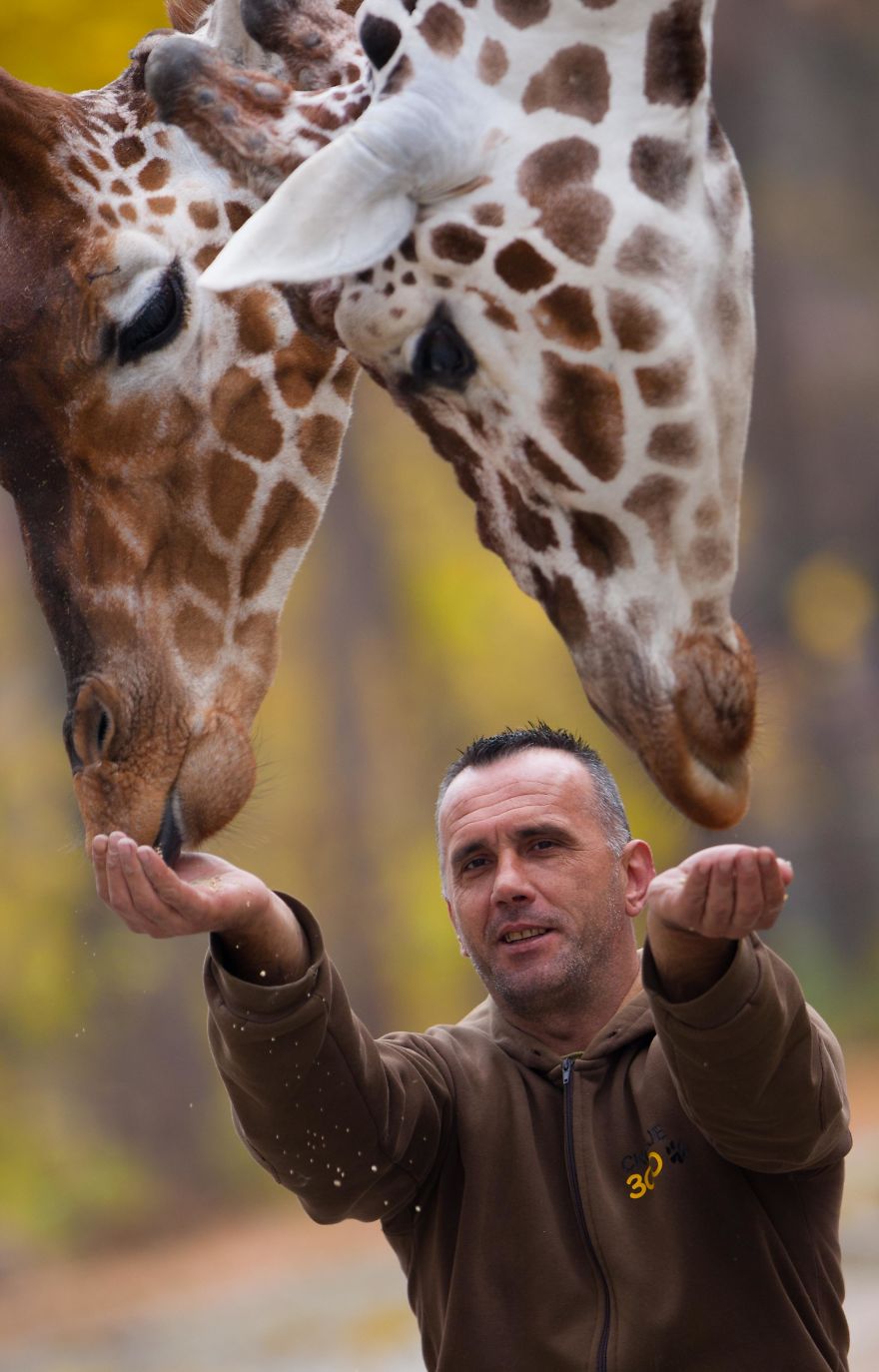 A Special Love Between The Zookeeper And Giraffes