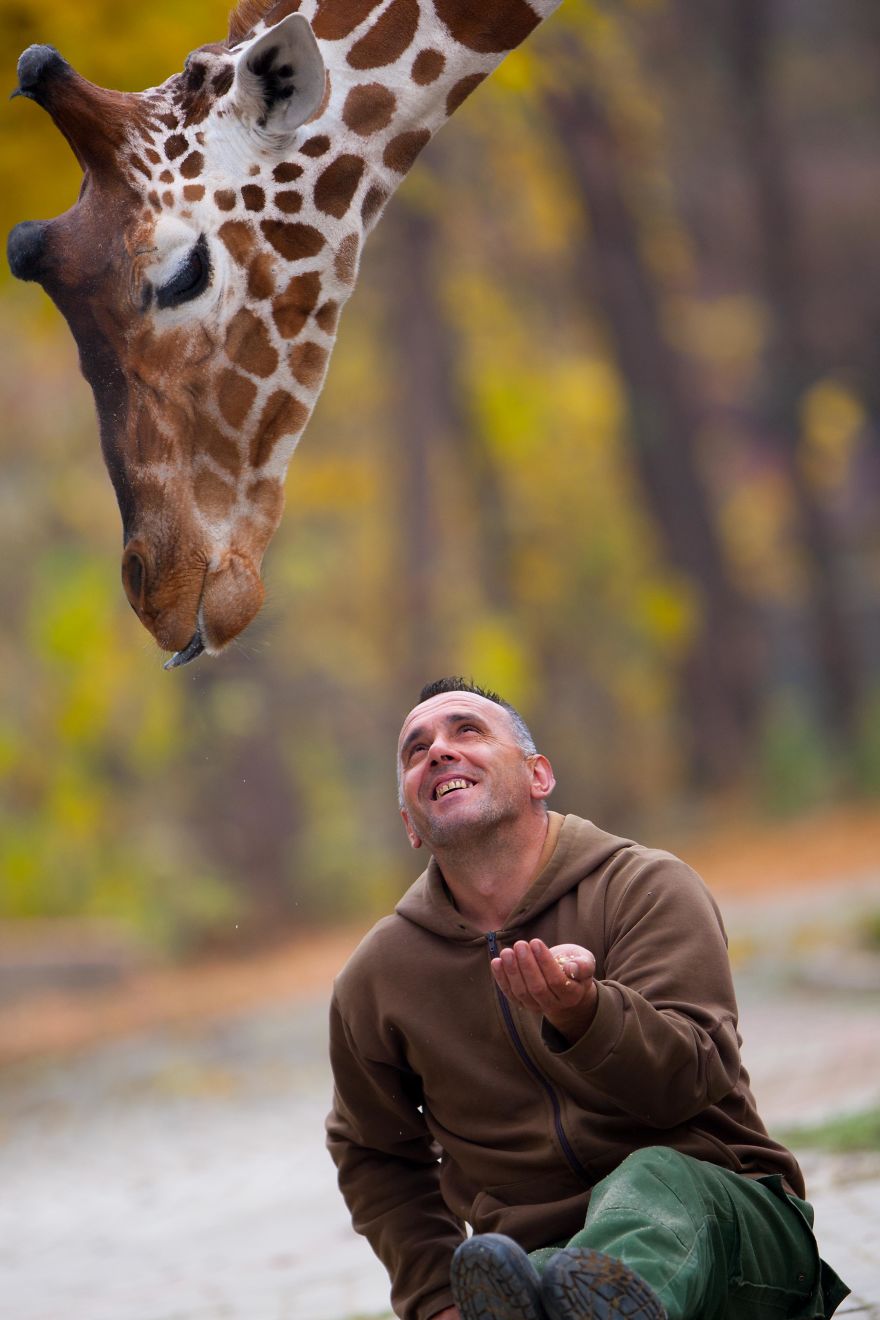 A Special Love Between The Zookeeper And Giraffes