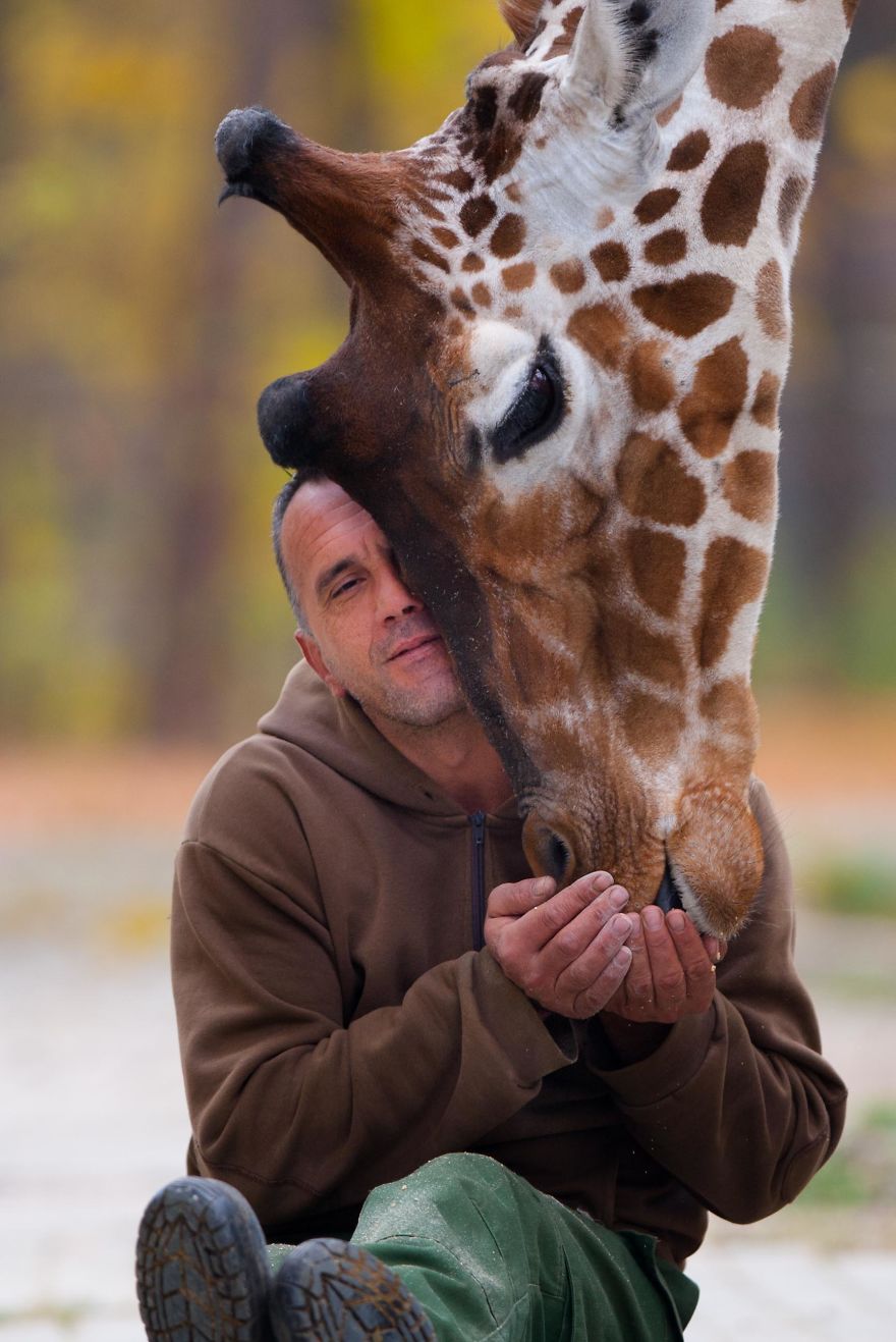 A Special Love Between The Zookeeper And Giraffes