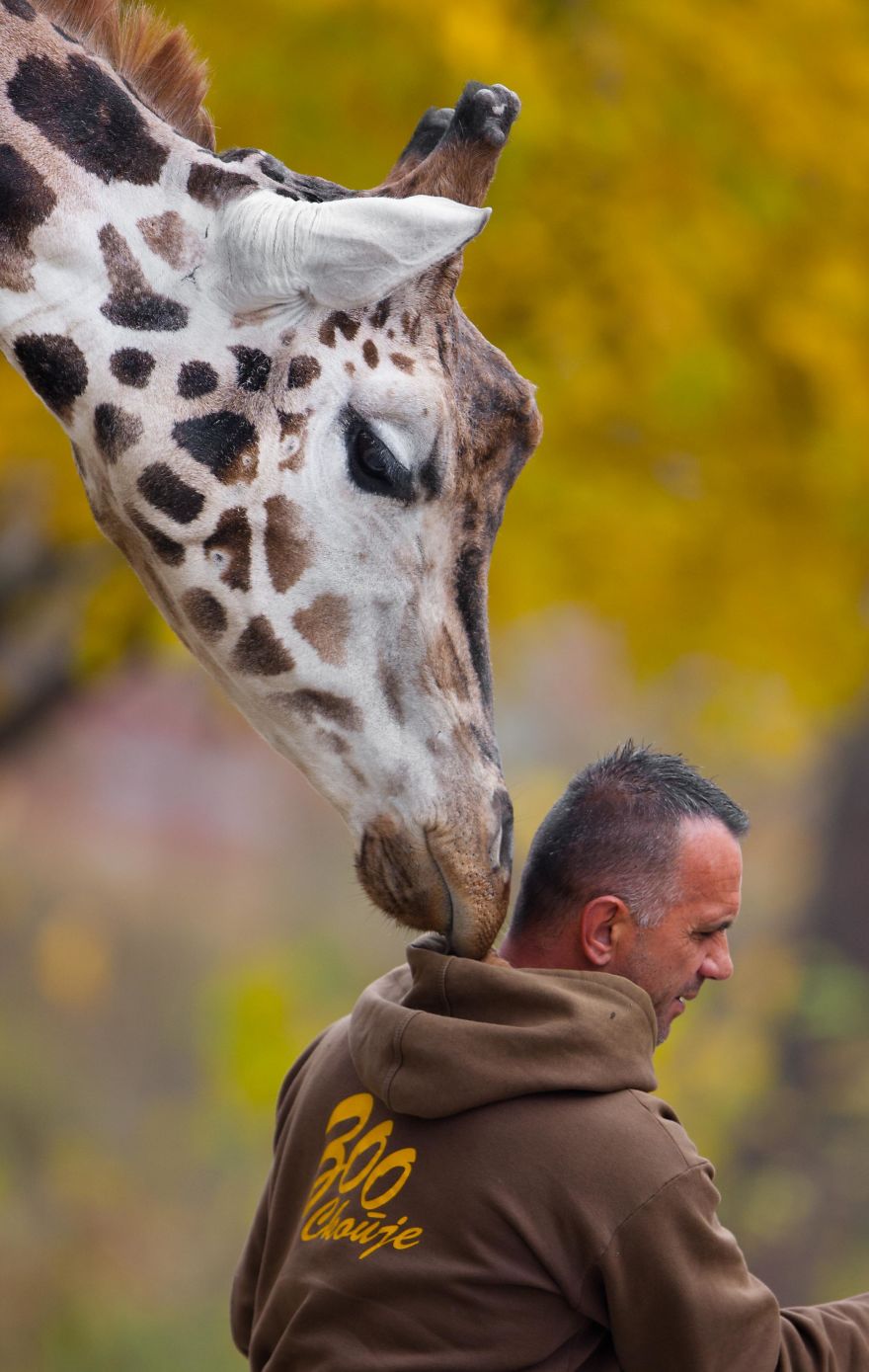 A Special Love Between The Zookeeper And Giraffes
