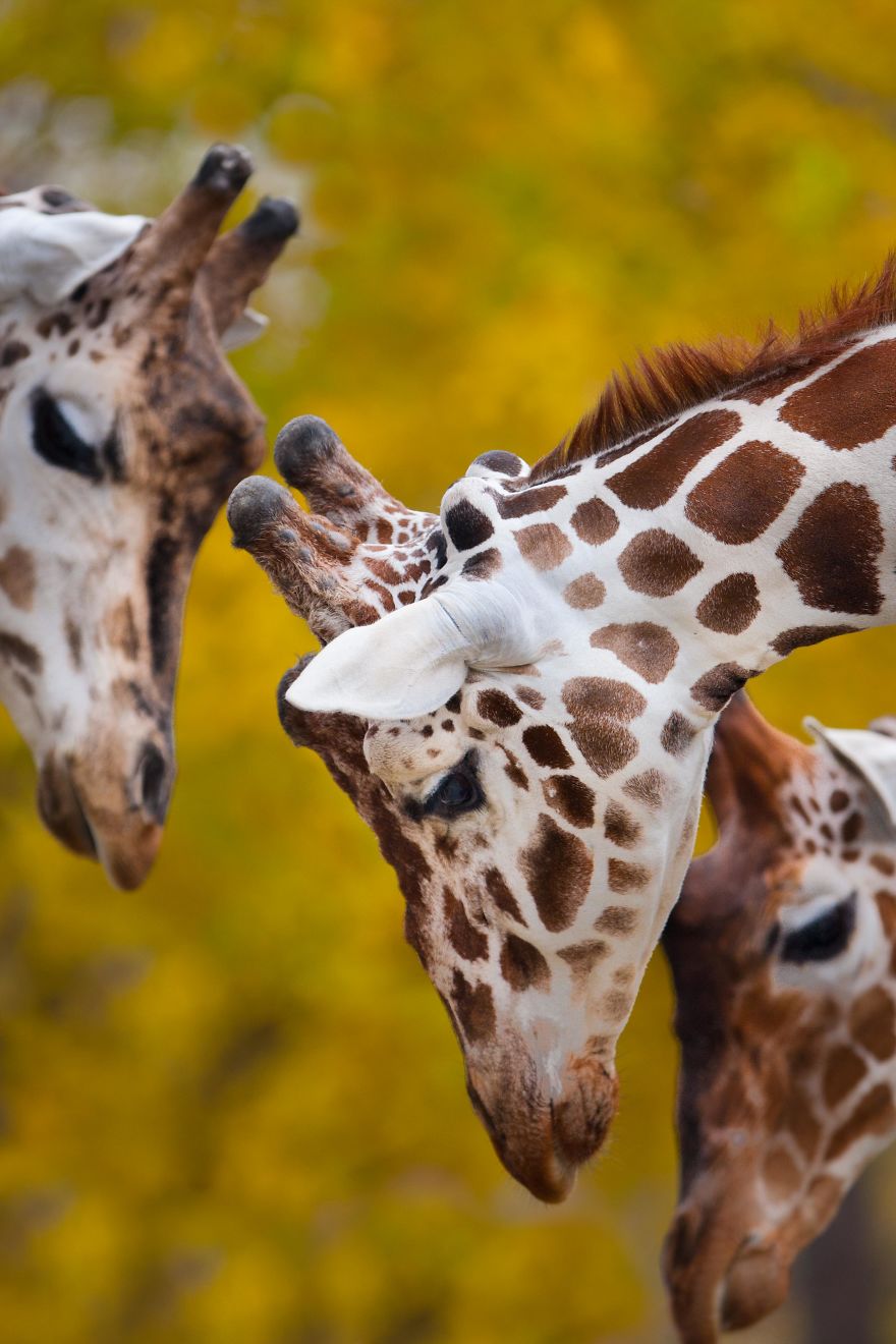 A Special Love Between The Zookeeper And Giraffes