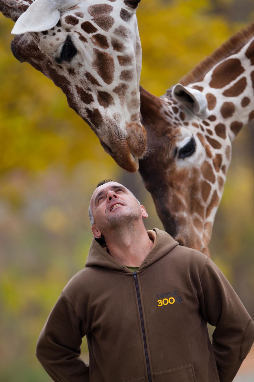 A Special Love Between The Zookeeper And Giraffes