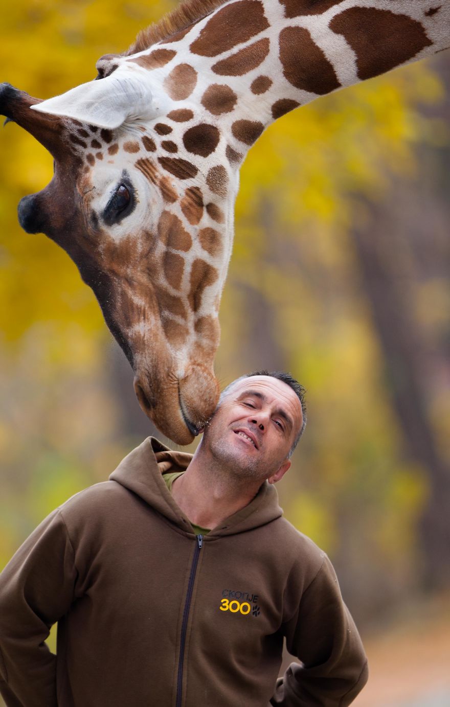A Special Love Between The Zookeeper And Giraffes